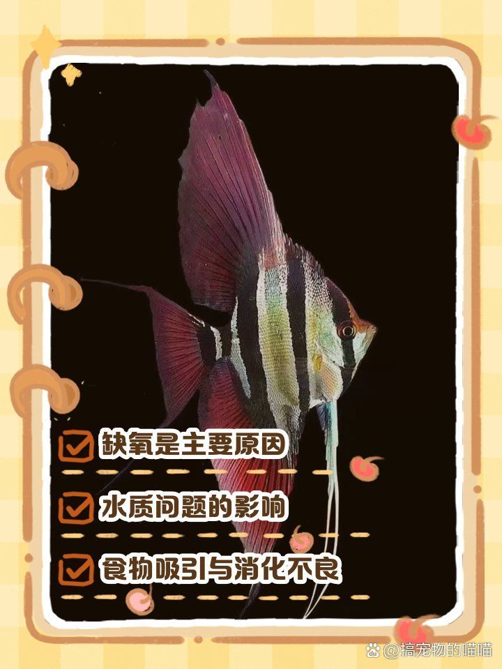 魚呼吸急促時應該多久喂一次食，魚呼吸急促時多久喂一次食