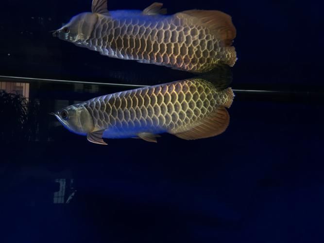 如何判斷龍魚胡子是否齊根斷？，如何判斷龍魚胡子是否“齊根斷”