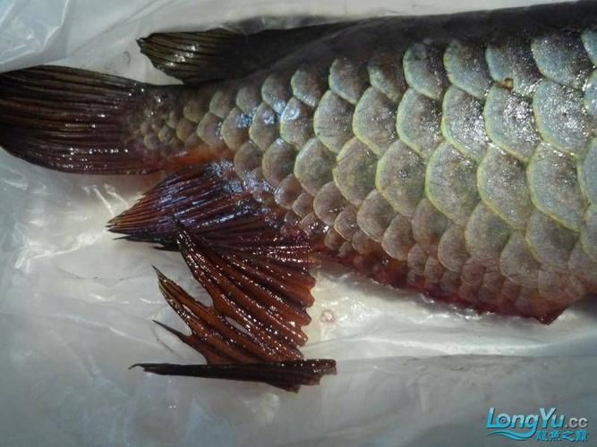 如何判斷龍魚胡子是否齊根斷？，如何判斷龍魚胡子是否“齊根斷”