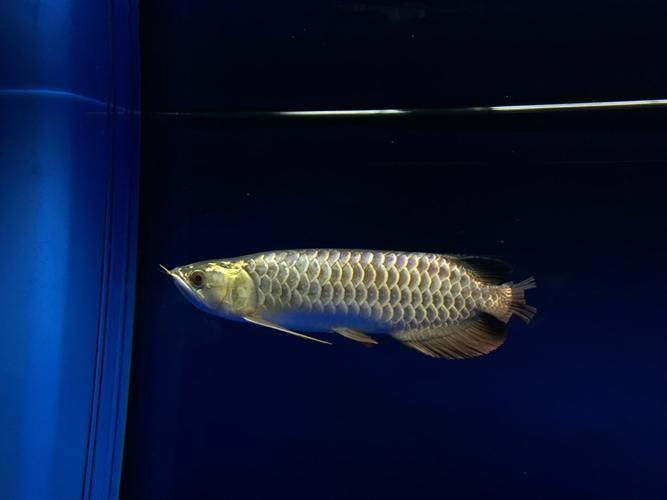 如何判斷龍魚胡子是否齊根斷？，如何判斷龍魚胡子是否“齊根斷”