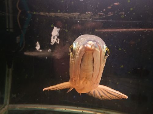 如何判斷龍魚胡子是否齊根斷？，如何判斷龍魚胡子是否“齊根斷”