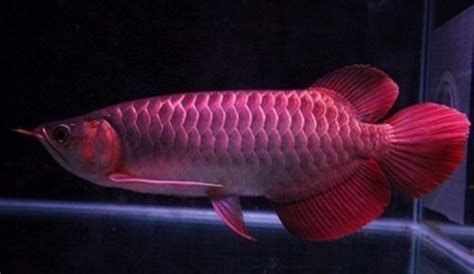 如何判斷龍魚是否適應新溫度？，如何判斷龍魚是否適應新水溫