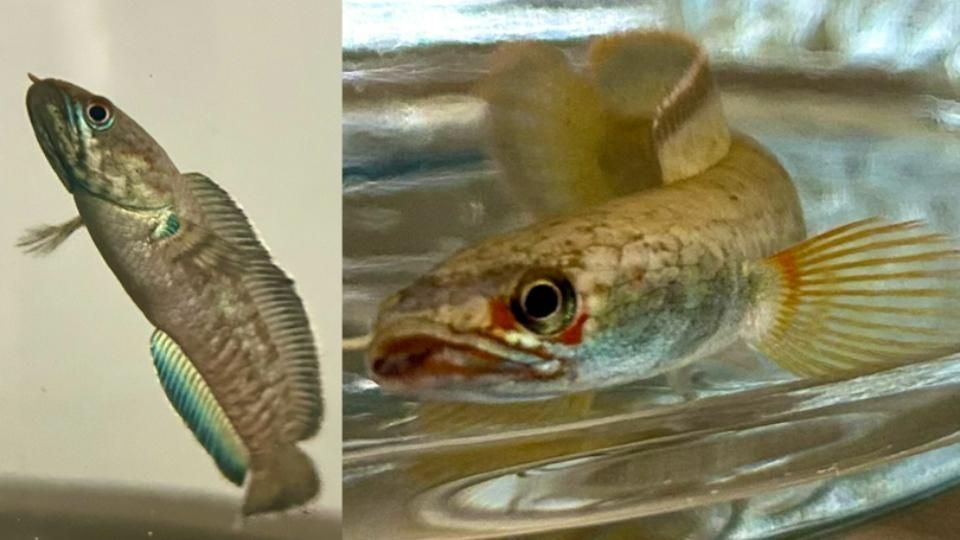 有哪些小型觀賞龍魚品種？，小型觀賞龍魚品種：小型觀賞龍魚品種對比