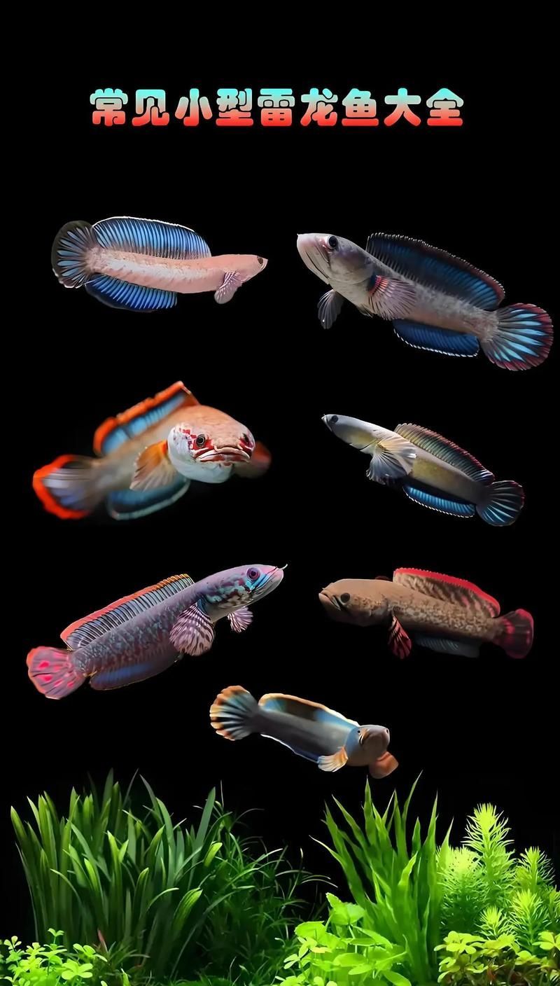 有哪些小型觀賞龍魚品種？，小型觀賞龍魚品種：小型觀賞龍魚品種對比