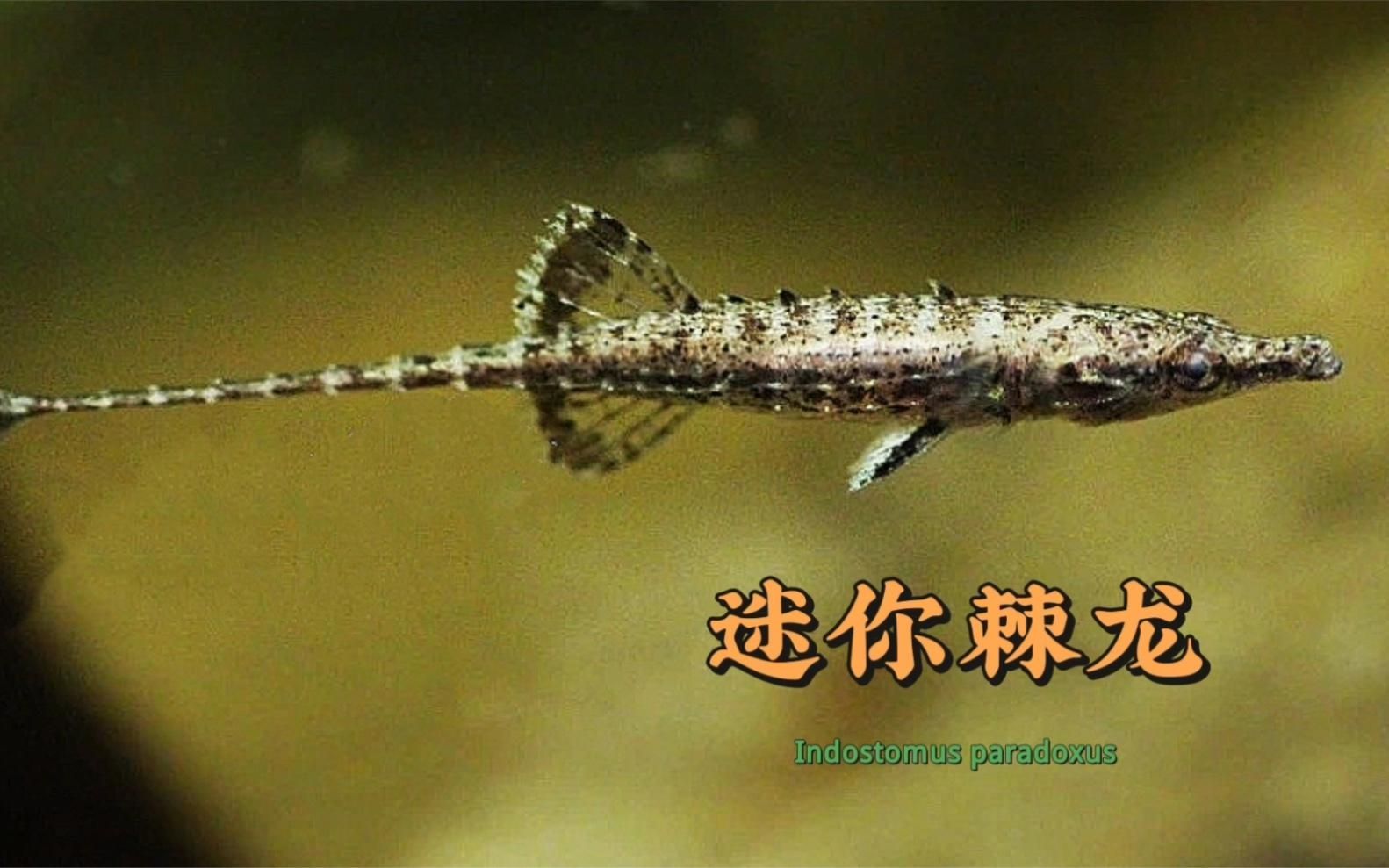 有哪些小型觀賞龍魚品種？，小型觀賞龍魚品種：小型觀賞龍魚品種對比