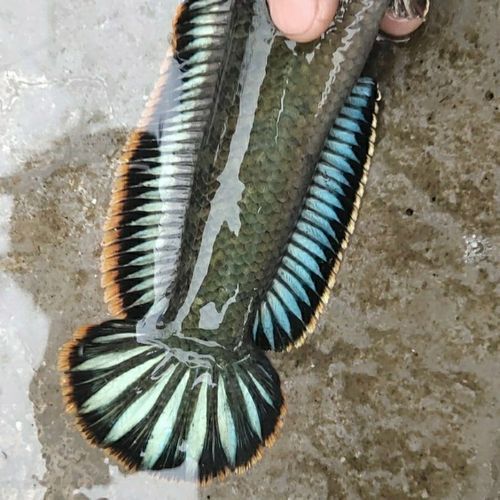 給我一些野生雷龍魚(yú)的圖片，野生雷龍魚(yú)的介紹