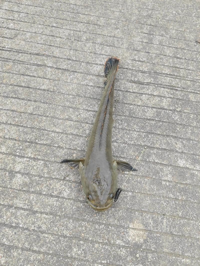 給我一些野生雷龍魚(yú)的圖片，野生雷龍魚(yú)的介紹