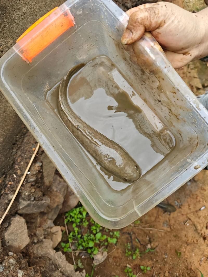 給我一些野生雷龍魚(yú)的圖片，野生雷龍魚(yú)的介紹