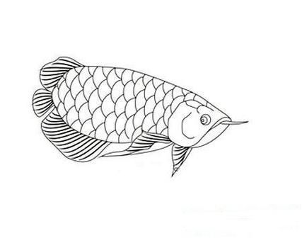 給我一張五指山龍魚的簡筆畫步驟圖，五指山龍魚的簡筆畫分步教程