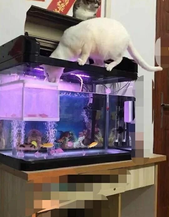 魚缸升溫治療有哪些副作用，魚缸升溫治療有哪些副作用魚缸升溫治療有哪些副作用