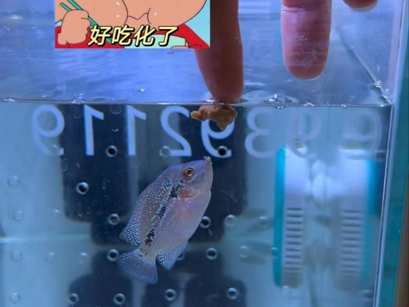 牛心漢堡如何制作更適合龍魚食用？，牛心漢堡如何制作更適合龍魚食用,牛心漢堡制作方案
