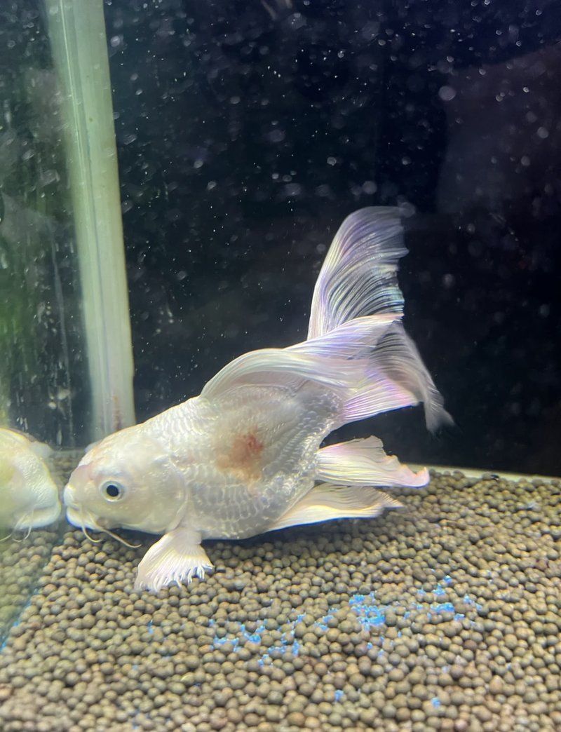 魚身上充血多久會(huì)好，如何判斷魚身上充血是否嚴(yán)重
