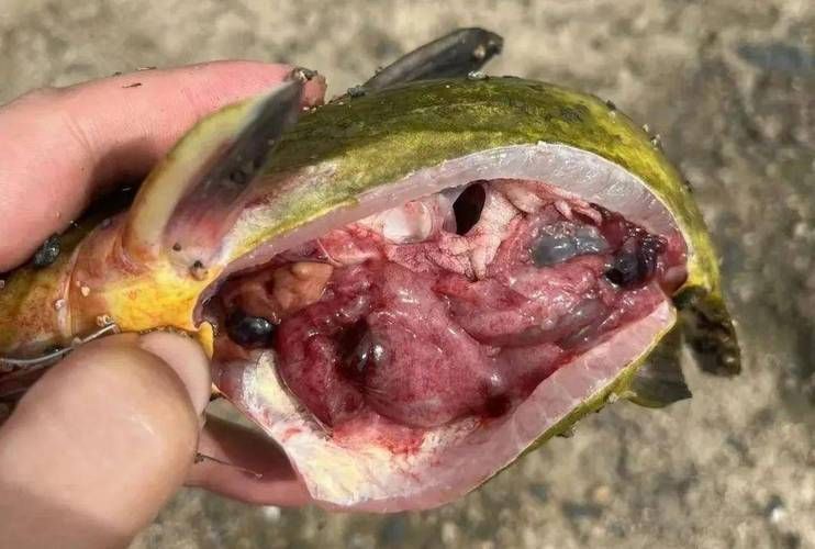 能否提供更多關于魚鰭充血的圖片，如何判斷魚鰭充血是否嚴重