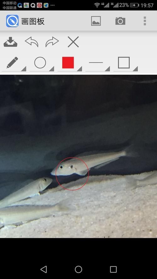 能否提供更多關于魚鰭充血的圖片，如何判斷魚鰭充血是否嚴重