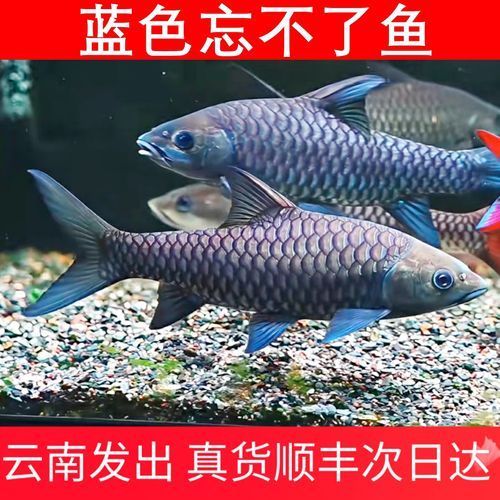 馬來西亞忘不了魚多少錢一斤？，馬來西亞忘不了魚多少錢一斤馬來西亞忘不了魚多少錢一斤