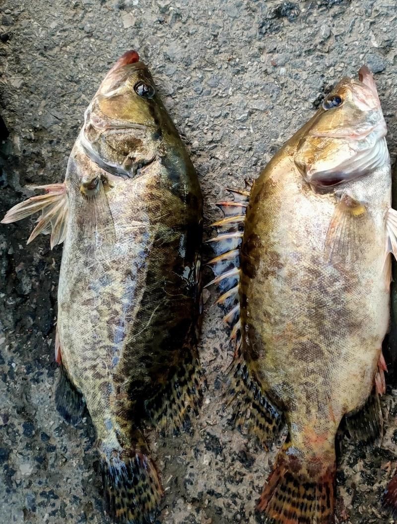 桂魚苗的養(yǎng)殖周期是多久，桂魚苗的養(yǎng)殖周期是多久桂魚苗的養(yǎng)殖周期是多久