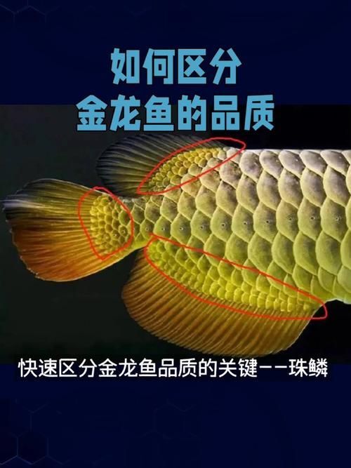 如何鑒別小金龍魚的品質，如何鑒別小金龍魚