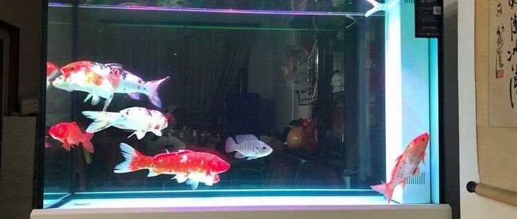 彩鰈和可麗愛哪個品牌更好？，彩鰈和可麗愛哪個品牌更好