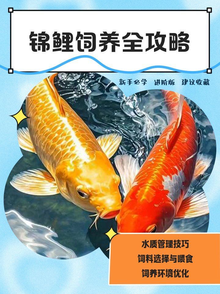 如何預防錦鯉爛身，如何預防錦鯉爛身,用戶要求詳解