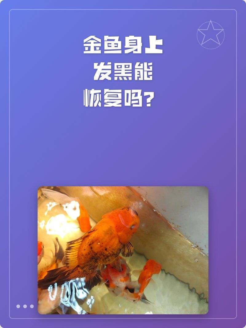 金魚發黑后還能恢復原色嗎，金魚發黑后還能恢復原色嗎金魚發黑后能恢復原色嗎