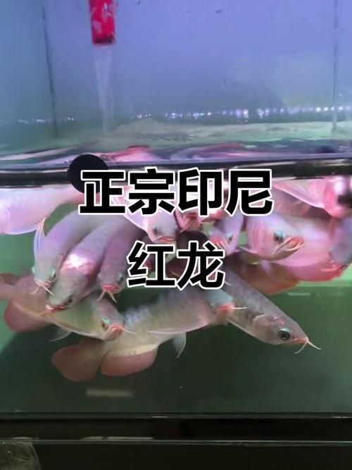 給我一些鑒別印尼紅龍魚的真偽的圖片，印尼紅龍魚真偽鑒別