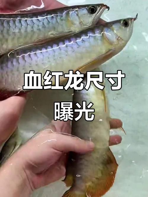 給我一些鑒別印尼紅龍魚的真偽的圖片，印尼紅龍魚真偽鑒別