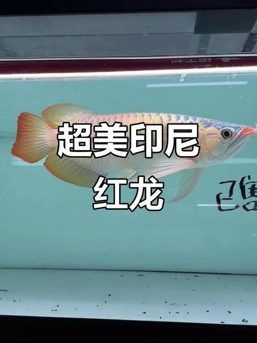 給我一些鑒別印尼紅龍魚的真偽的圖片，印尼紅龍魚真偽鑒別