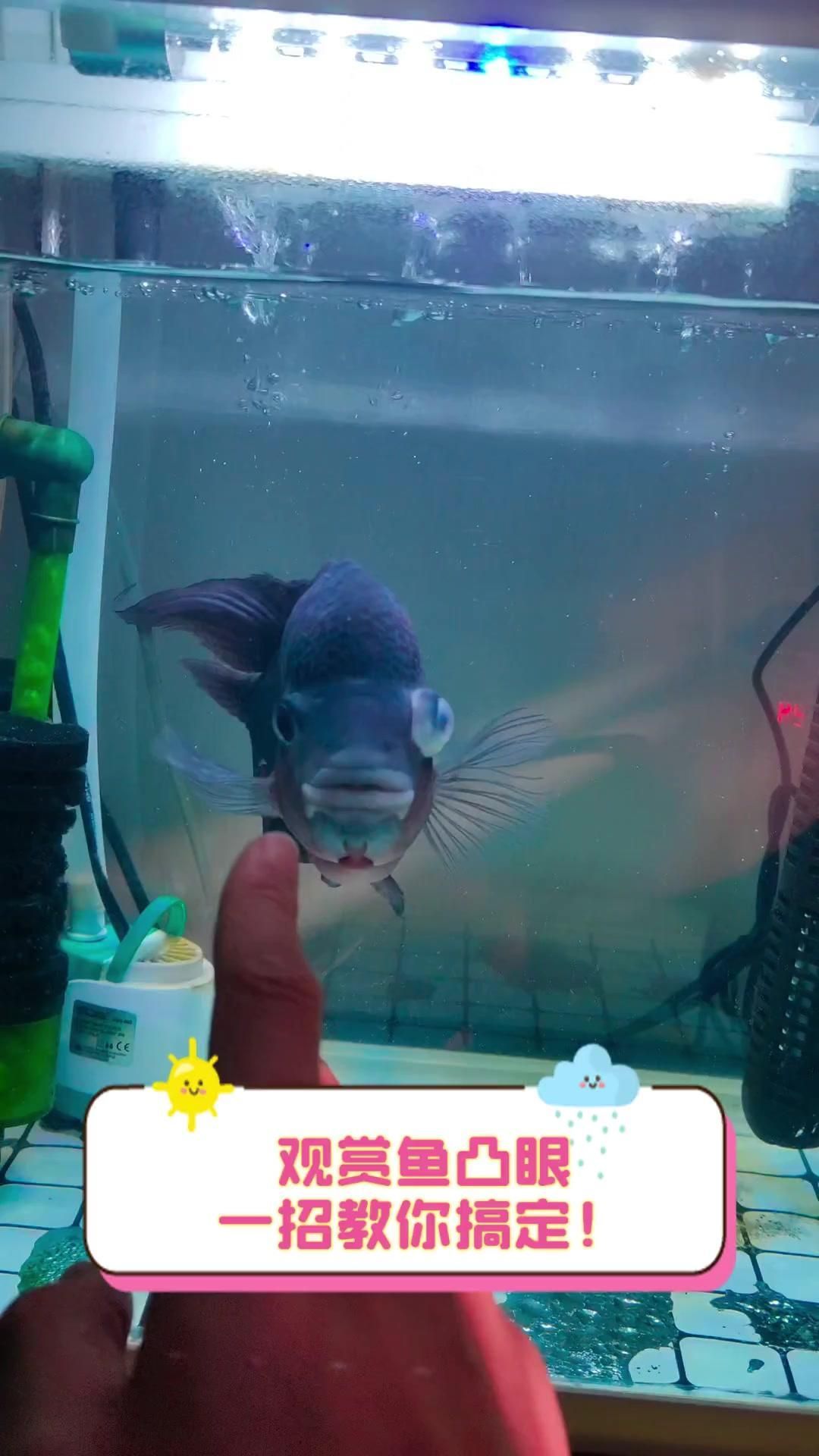 觀賞魚(yú)突眼多久能恢復(fù)，觀賞魚(yú)突眼多久能恢復(fù)，觀賞魚(yú)突眼能否恢復(fù)