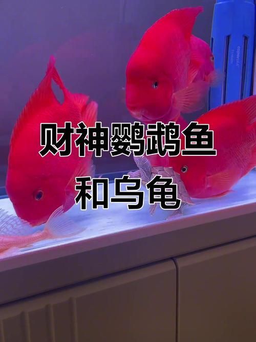 如何挑選健康的財(cái)神鸚鵡魚？