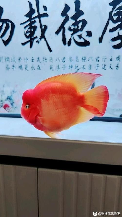 如何挑選健康的財(cái)神鸚鵡魚？