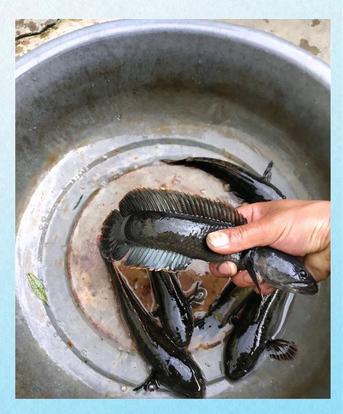 給我一些區(qū)分野生和養(yǎng)殖雷龍魚的圖片