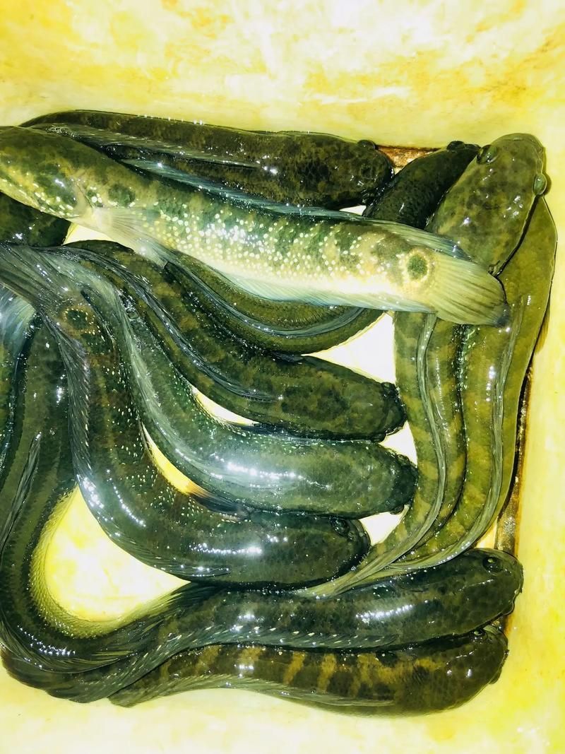 給我一些區(qū)分野生和養(yǎng)殖雷龍魚的圖片