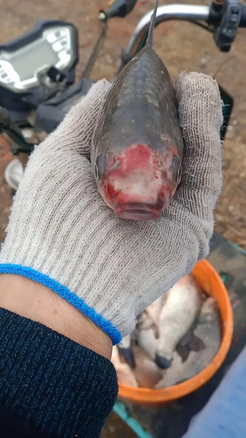 如何判斷非洲象鼻魚是否健康？，如何判斷非洲象鼻魚健康？