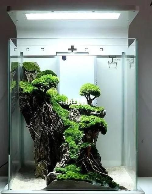 阿古斯貢拜龍魚有哪些飼養難點？，阿古斯貢拜龍魚的飼養