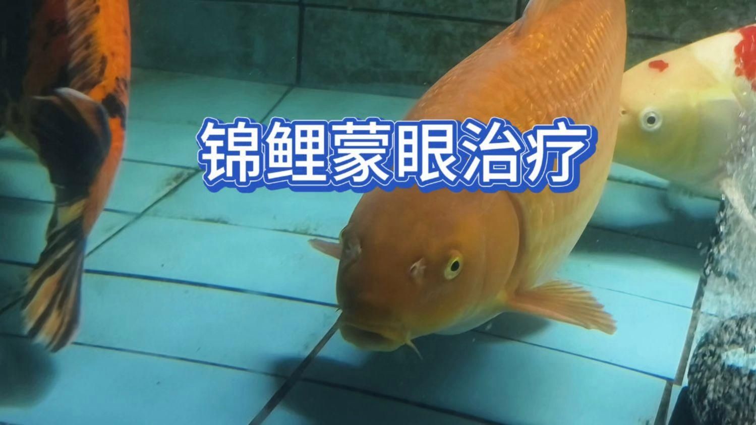 錦鯉蒙眼病能自愈嗎，錦鯉蒙眼病能自愈嗎，