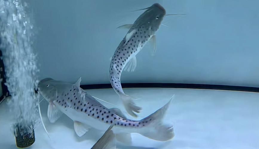 祥龍魚場xlyc圖片5張是什么？，祥龍魚場xlyc圖片5張