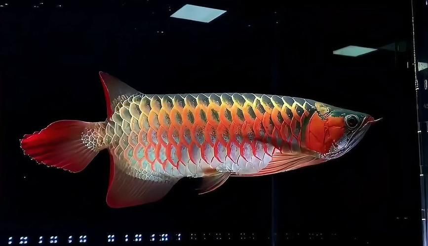 祥龍魚場xlyc圖片5張是什么？，祥龍魚場xlyc圖片5張