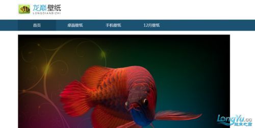 龍魚之巔官網首頁有哪些欄目？，龍魚之巔官網首頁的欄目可能包括：龍魚之巔官網首頁