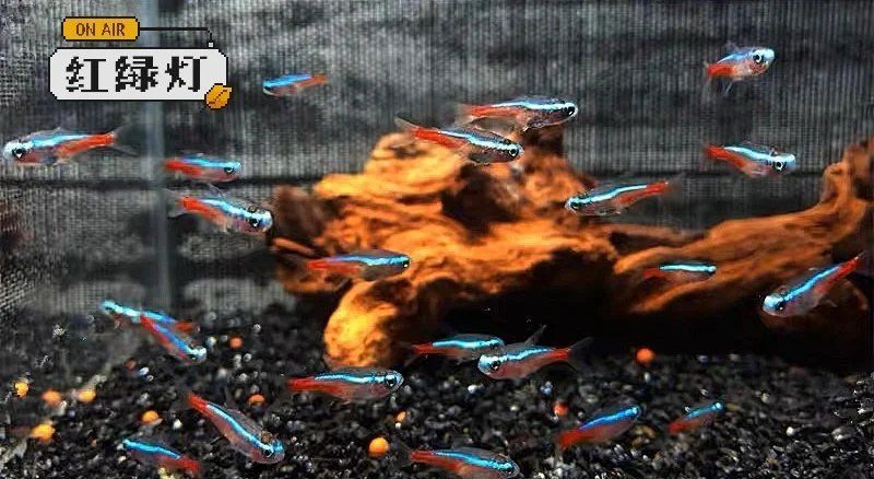 如何為紅綠燈魚選擇合適的魚缸，如何為紅綠燈魚選擇合適的魚缸，為紅綠燈魚選擇合適的魚缸