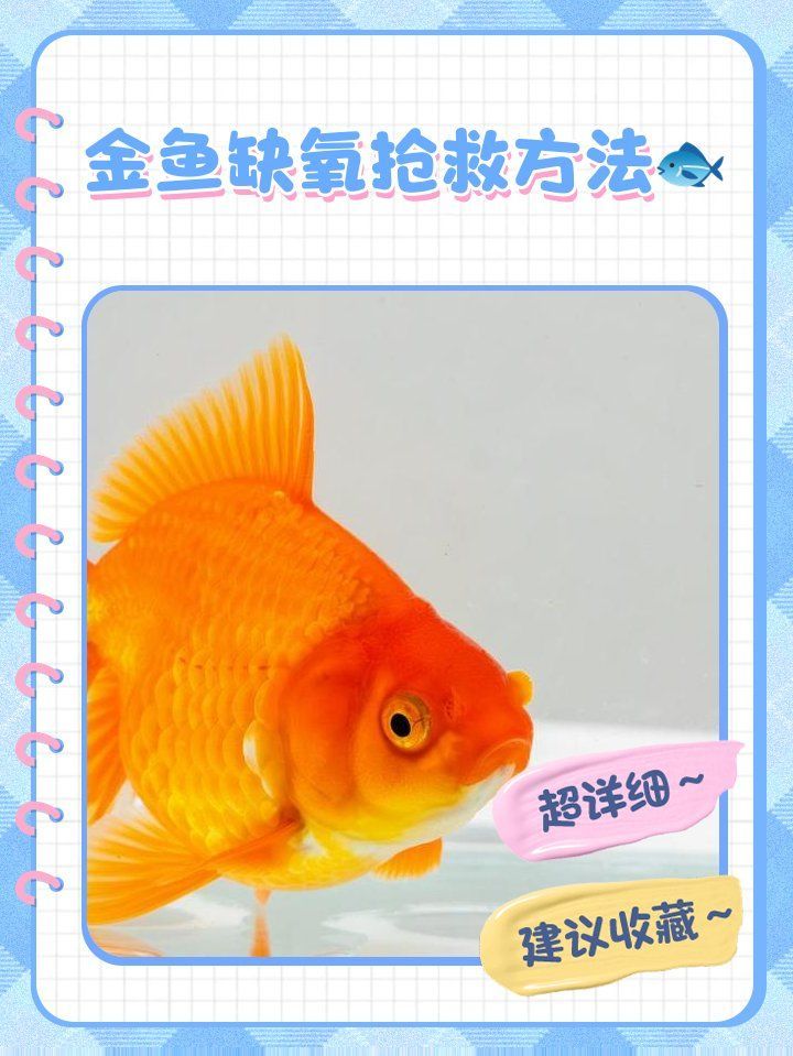 缺氧魚急救后如何護理，缺氧魚急救后如何護理缺氧魚急救后護理全流程指南