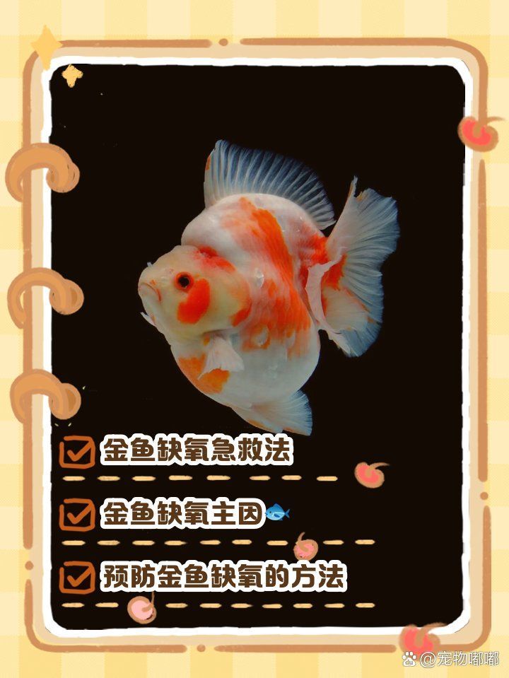 缺氧魚急救后如何護理，缺氧魚急救后如何護理缺氧魚急救后護理全流程指南