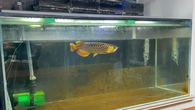 龍魚側游多久會恢復正常？，如何判斷龍魚側游是否嚴重？