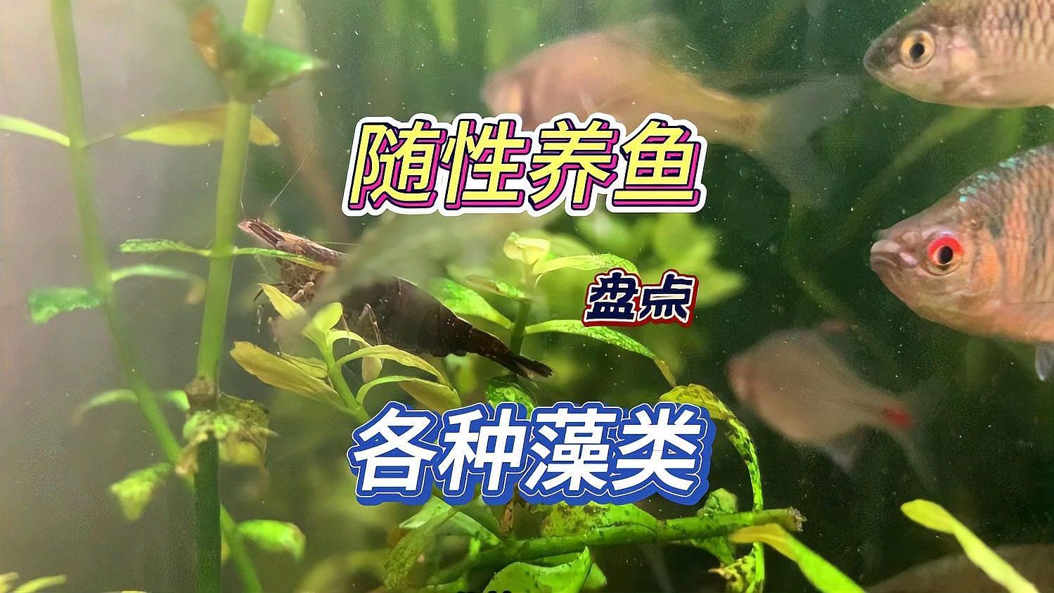 如何判斷魚缸中的藻類類型，判斷魚缸中的藻類類型是確保水質健康和美觀的關鍵步驟
