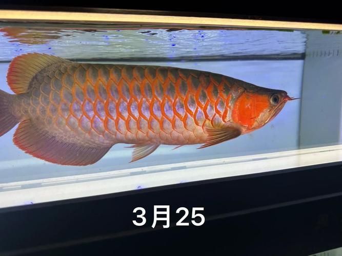 網(wǎng)購(gòu)龍魚(yú)有哪些注意事項(xiàng)？，紅龍/金龍/金龍/金龍/銀龍/金龍/銀龍