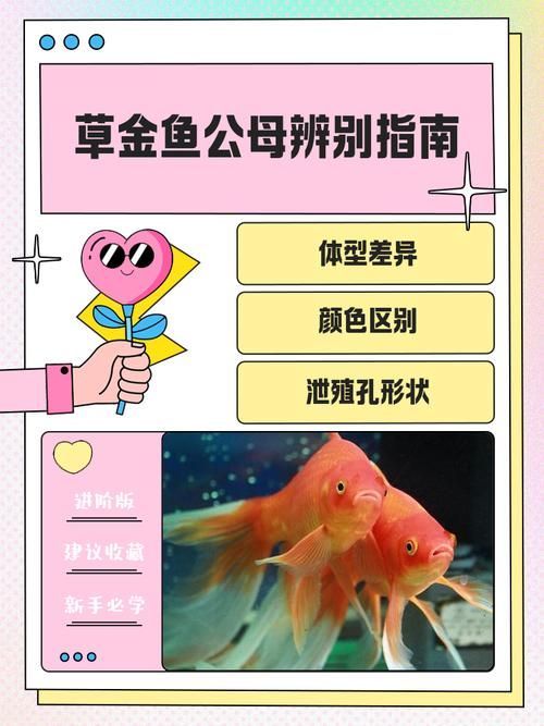 紅頭利魚多久能區(qū)分性別？，紅頭利魚性別區(qū)分