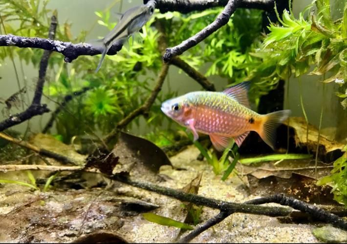 紅頭利魚多久能區(qū)分性別？，紅頭利魚性別區(qū)分