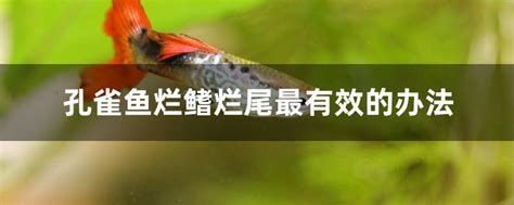 爛尾魚還可以自行恢復嗎，爛尾魚可以自行恢復嗎