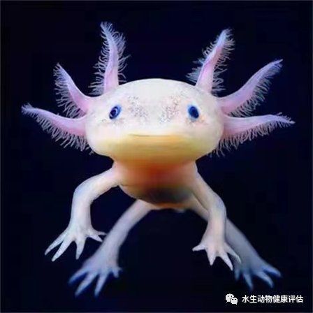 六角龍魚幼魚如何管理，六角龍魚幼魚幼魚的管理指南（六角龍魚幼魚幼魚精細化管理指南）