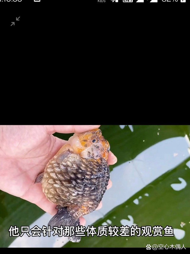 金魚炸鱗自愈后多久會復發，如何判斷金魚炸鱗是否復發