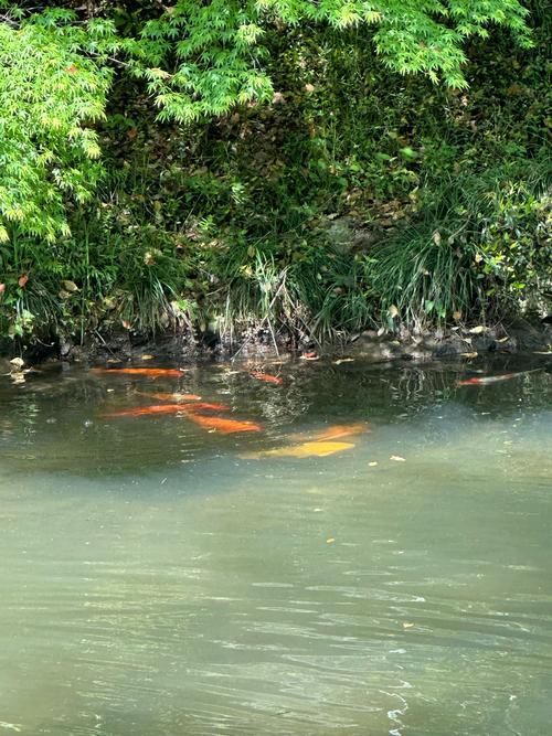 野生龍魚的生態價值有哪些，野生龍魚的生態價值
